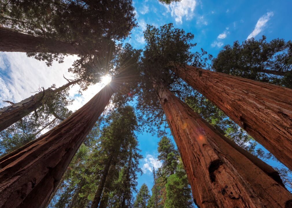 #43. Redwood: Drive among giants